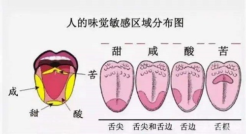 人的舌尖对哪种味道更敏感?支付宝蚂蚁庄园8月22日答案截图